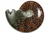 Polished Ammonite (Cleoniceras) Fossil - Madagascar #358415-1